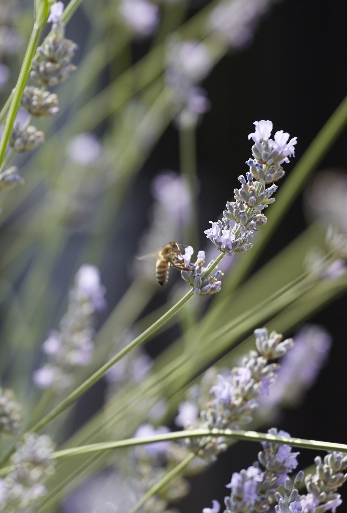 배티 랭글리스 호텔 런던 외부 사진 Lavender